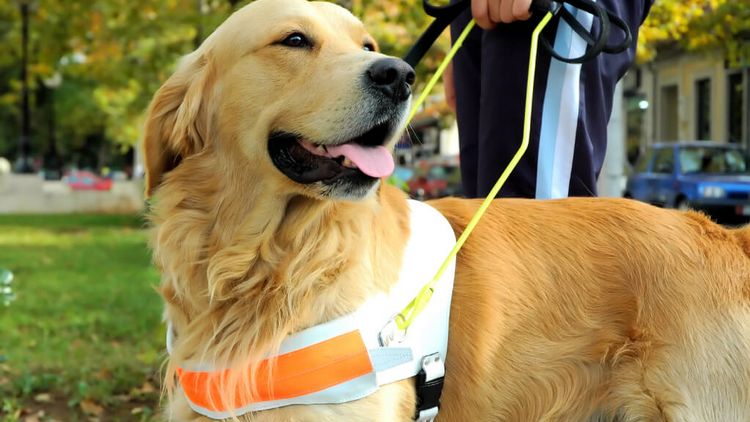 ein hellbrauner Hund an kurzer Leine