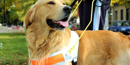 ein hellbrauner Hund an kurzer Leine